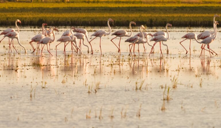 Pheromones make it possible to farm in the Ebro Delta