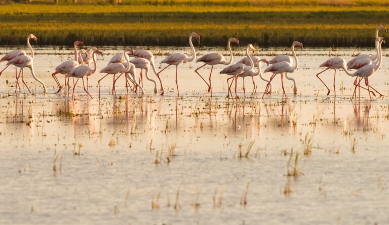 Pheromones make it possible to farm in the Ebro Delta