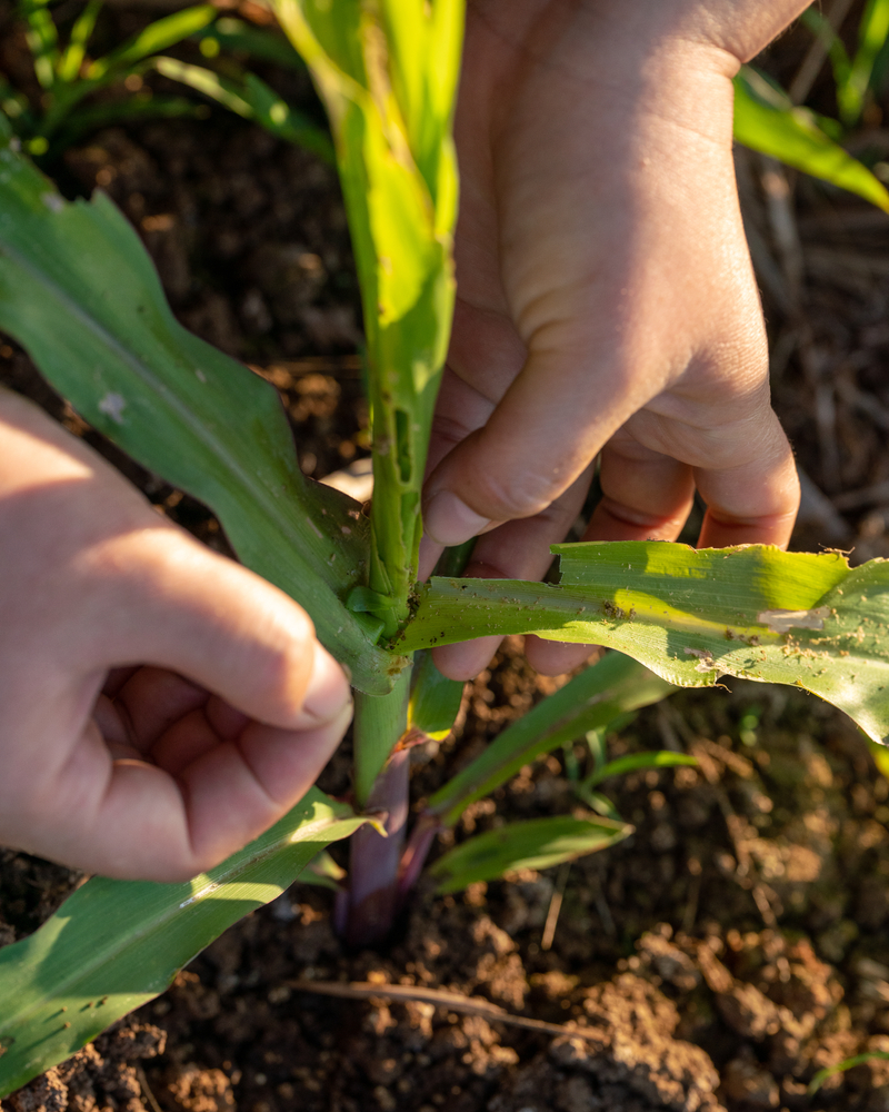 Maize plant damaged by fall armyworm